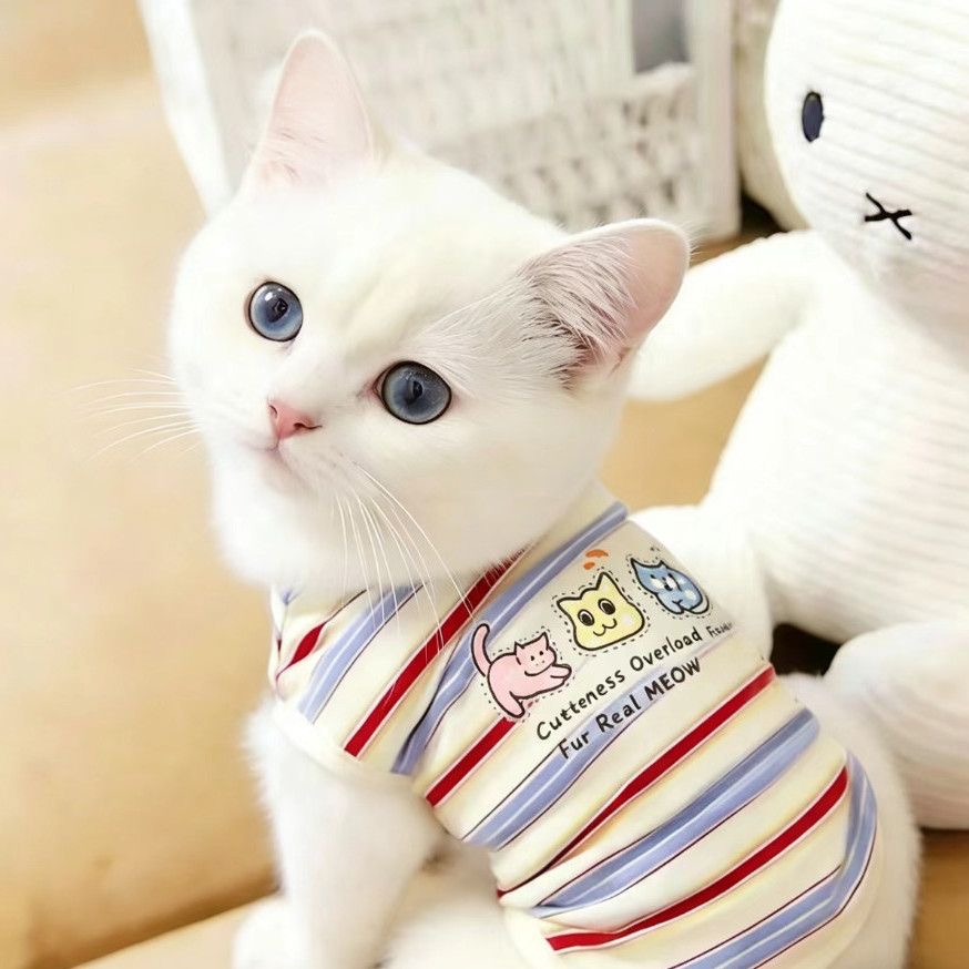 Stylish Cat Clothing Collection